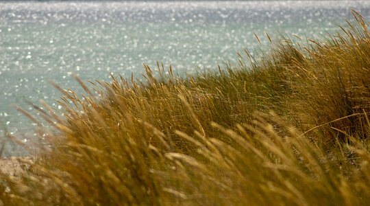 Coast grass atmospheric