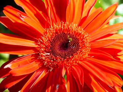 Closeup vibrant floral photo