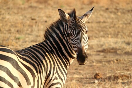 Safari tanzania evening sun