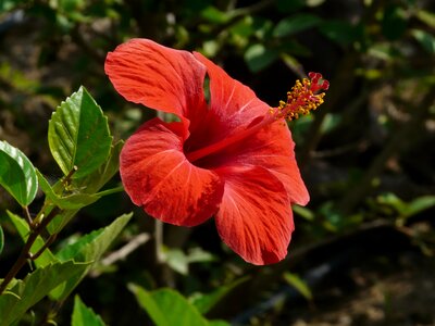 Malvaceae ornamental plant ornamental flower photo