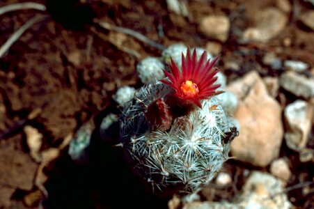 Cactus pincushion photo