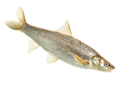 Flathead chub-1