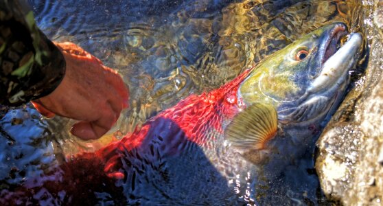 Fishing red sockeye