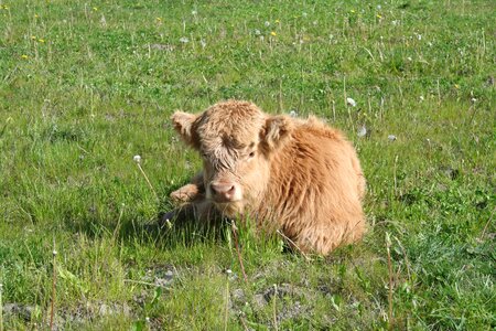 Cattle scottish highland cattle highland cattle