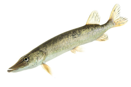 Northern pike-2
