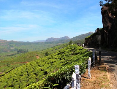 Tee landscape cultivation photo