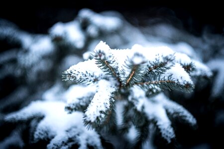 Fir frost frozen