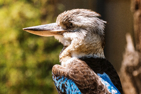 Fishing Bird Close-up