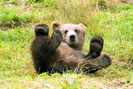 Bear domestic grizzly