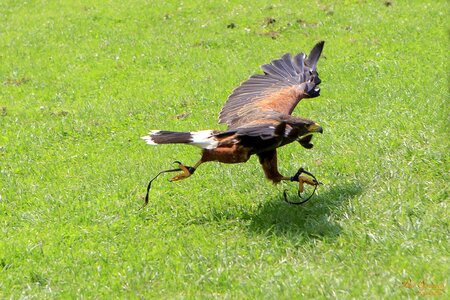 Nature common buzzard harris ' hawk photo