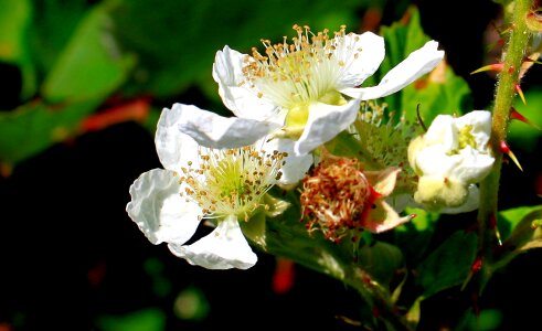 Rubus ulmifolius plants