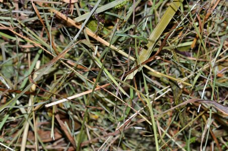Dried grass close up texture