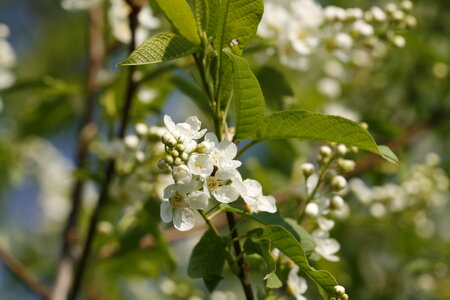 White Blooming Flowers