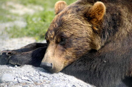 Bear chief grizzly