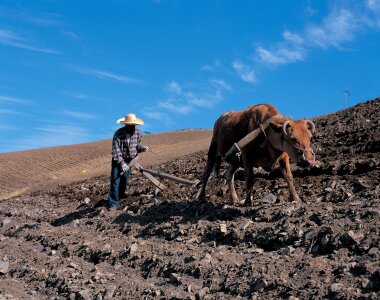 Korean farmer works in a rice field photo