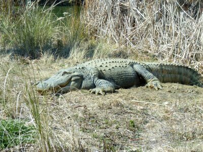 Crocodiles reptiles reptilian