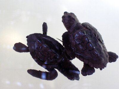 Shell tortoise turtle photo