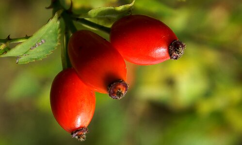 Nature plants sprig