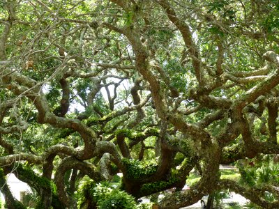 Branches foliage environment
