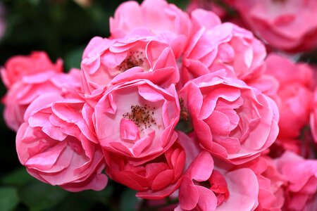 Beautiful beautiful flowers biology