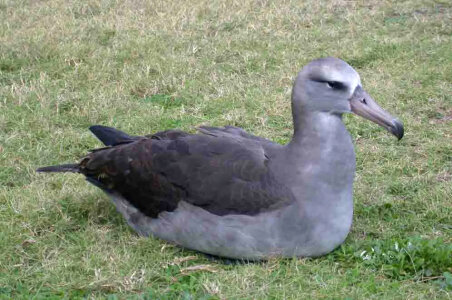 Hybrid albatross photo
