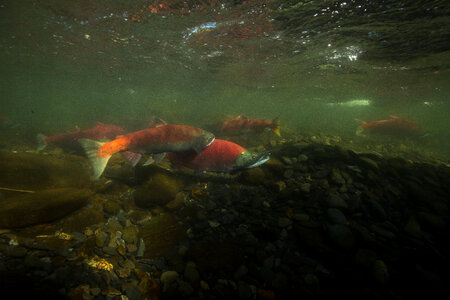  Sockeye Salmon-1