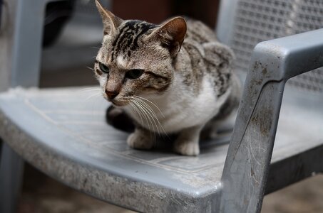 Kitten chair kitty photo