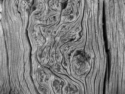 Wood trunk curves photo