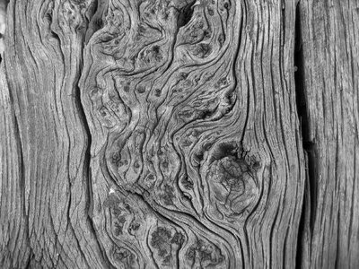 Wood trunk curves