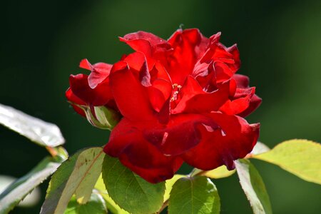 Horticulture petals pistil