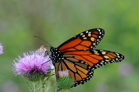 Beautiful Photo blossoming bug photo