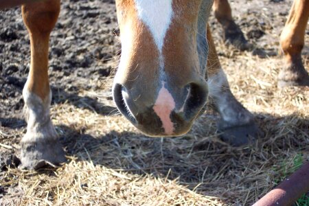 Eating nose mouth