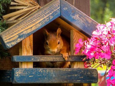 Garden bird rodent