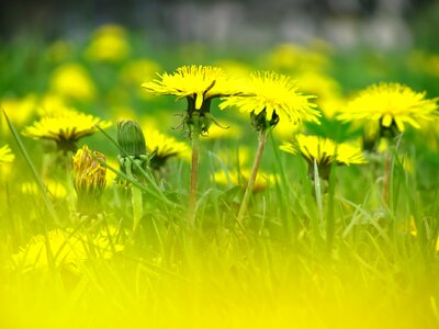 Meadow spring nature photo