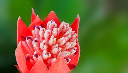 Big colorful decorative