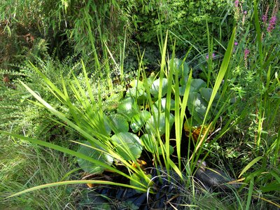 Plant flora nature