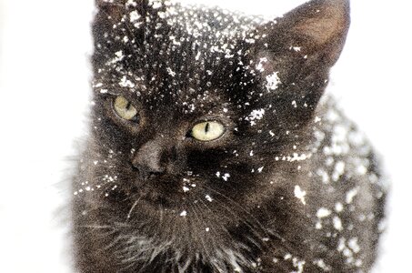 Animal winter pet photo