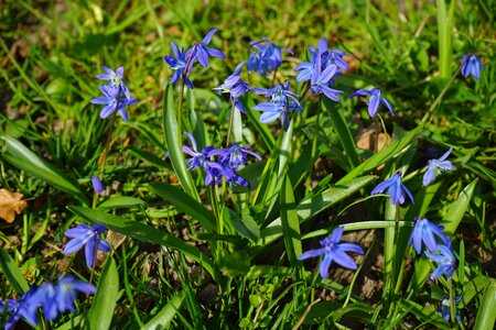 Scilla blossom bloom photo