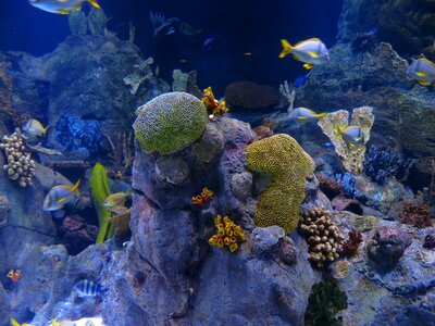 Sponges aquarium underwater photo