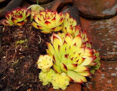 Meaty roof houseleek sempervivum tectorum