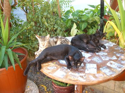 Cat on table