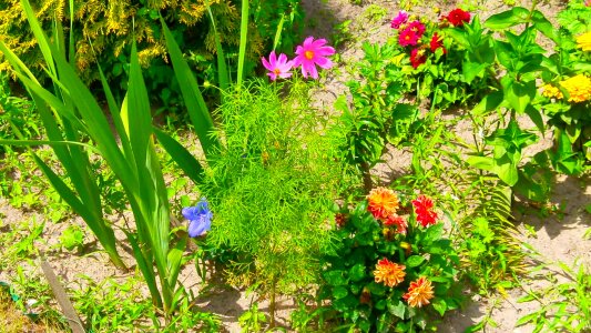 Beautiful Flowers bloom blooming