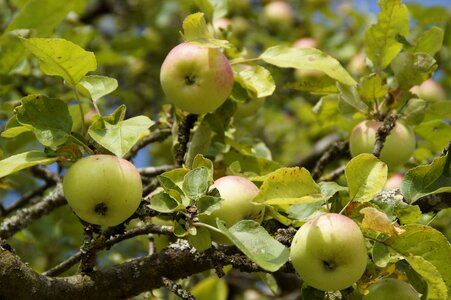 Branches fruit fresh