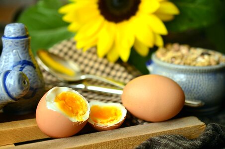 Chicken diet egg photo