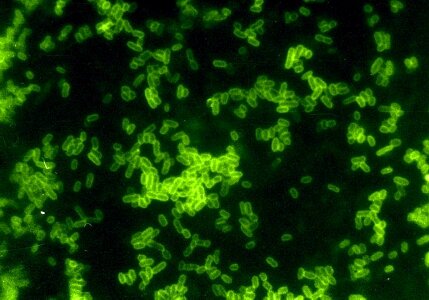 Escherichia fluid scrub