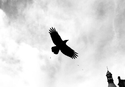 Flying raven fantasy
