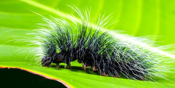 Caterpillar fauna green photo