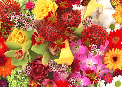 Bright and beautiful colors flowers. photo