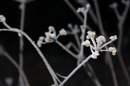 Branches buds flowers