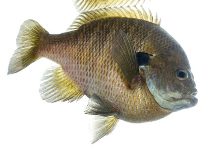 Bluegill-2 photo